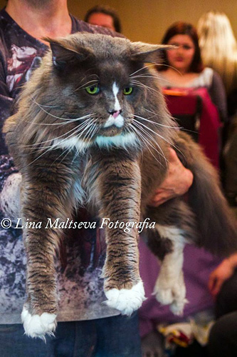 JustCoons Pas de Deux at the Montevideo show, 2017