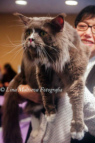 JustCoons Pas de Deux at the Montevideo show, 2017