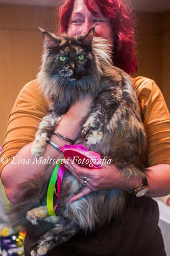 BR* Gugatto Rapanui at the Montevideo show, 2017