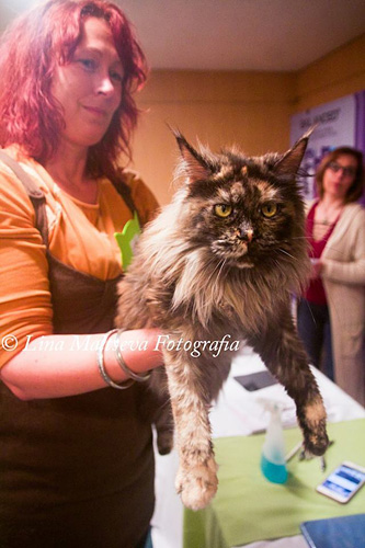 BR* Gugatto Rapanui at the Montevideo show, 2017