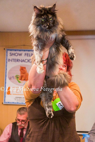 BR* Gugatto Rapanui at the Montevideo show, 2017