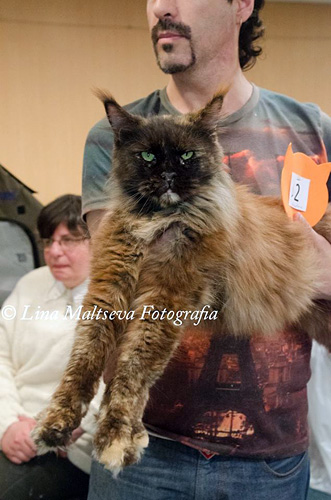JustCoons Killer Queen at the Montevideo show, 2017