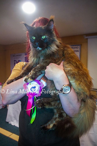 JustCoons Killer Queen at the Montevideo show, 2017