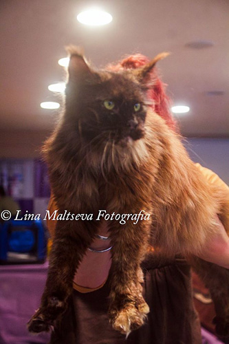 JustCoons Killer Queen at the Montevideo show, 2017