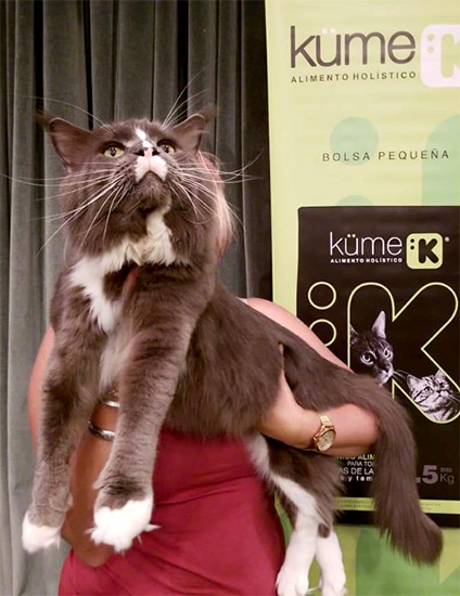 JustCoons Pas de Deux at the Buenos Aires show, 2019
