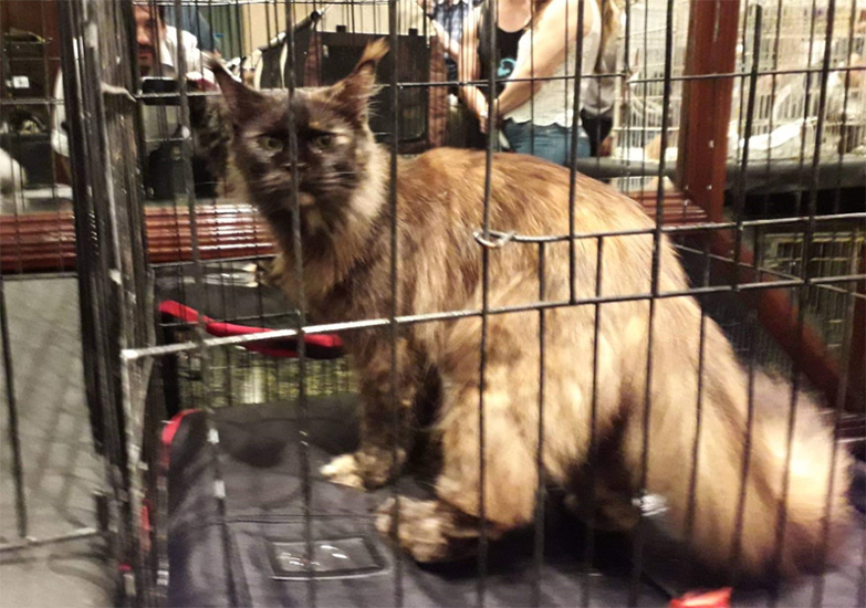JustCoons Killer Queen at the Buenos Aires show, 2019